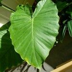 Alocasia odora Liść