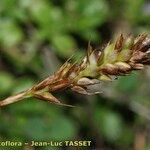 Carex macrostylos Frutto