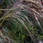 Stipella parviflora 果実