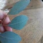 Eucalyptus polyanthemos Лист