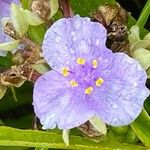 Tradescantia pinetorum Kvet