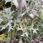 Eryngium spinalba Φύλλο