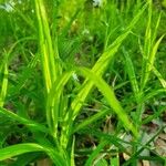 Stellaria holostea Leaf