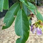 Clitoria fairchildiana Blad