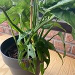 Monstera adansoniiLiść