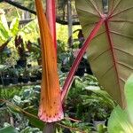 Philodendron erubescens Other