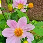 Dahlia tenuicaulis 花