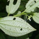 Aciotis rubricaulis Flower