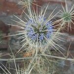 Echinops echinatus Flor