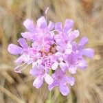 Scabiosa triandra Flower