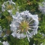 Plumbago auriculata Kwiat