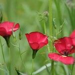 Linum grandiflorum Flower