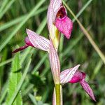 Serapias lingua Flor