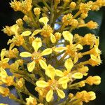 Lophanthera lactescens Flor