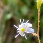 Saxifraga cuneifolia Квітка