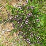 Thymus serpyllum Blüte