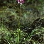 Pedicularis sudetica عادت داشتن