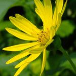 Silphium perfoliatum Çiçek