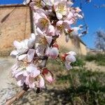 Prunus dulcisFlower