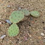 Opuntia humifusa Habitus