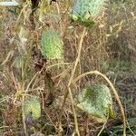 Echinocystis lobata Fruit