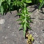 Cirsium eriophorum Fulla