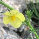 Verbascum orientale Çiçek