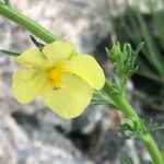 Verbascum orientale Blüte