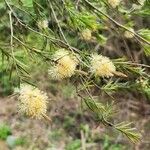 Melaleuca nodosa Flower