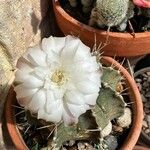 Gymnocalycium anisitsii Ліст