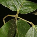 Mucuna holtonii Ліст