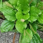 Plantago rugelii Folha