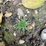 Plantago coronopus Feuille