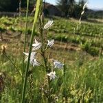 Campanula rapunculusFlower