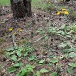 Hieracium lachenalii Vekstform