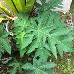 Carica papaya Blatt