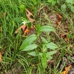 Epilobium roseum Elinympäristö