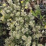 Alyssum montanum Flor