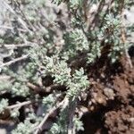 Artemisia glacialis 花