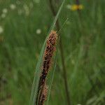 Carex aquatilis Habit