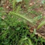 Dasypyrum villosum Fula
