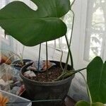 Monstera deliciosaFeuille