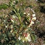 Erophaca baetica Fleur