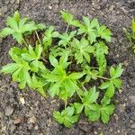 Sanicula canadensis Feuille