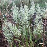 Trisetum paniceum 花