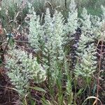 Trisetaria panicea Flower