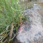 Equisetum scirpoides Blad