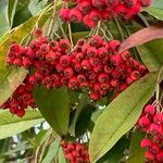 Cotoneaster frigidus Gyümölcs