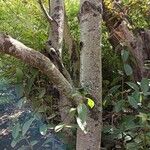 Ficus velutina Corteza