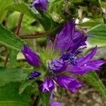 Campanula glomerata Цветок